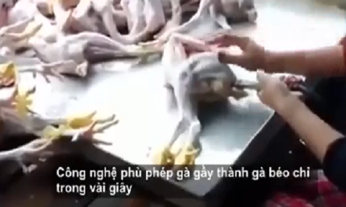 Xem dân buôn 'Phù phép' gà còm nhom thành béo mập bằng hóa chất