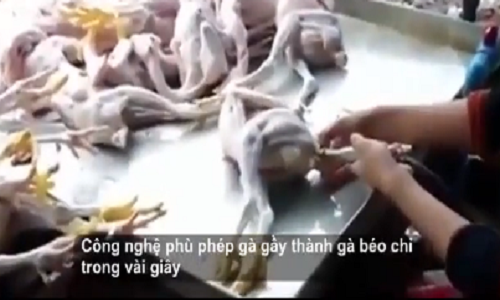 Phù phép gà còm nhom thành béo mập bằng hóa chất