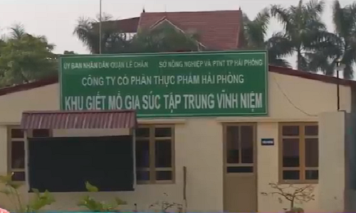 Hải Phòng: Lò giết mổ gia súc “tra tấn” người dân