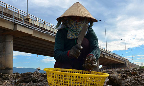 Chùm ảnh khổ cực, nguy hiểm nghề săn hàu