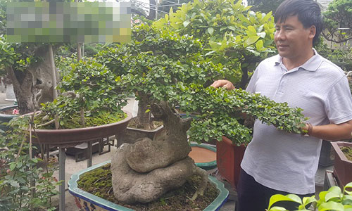 Bất ngờ: Một cây duối bonsai 40 tuổi gốc cực dị được trả 300 triệu