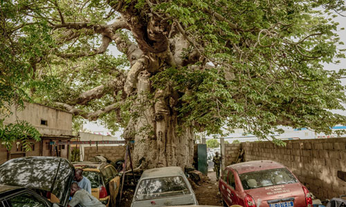 Cây thiêng trăm năm của Senegal chết dần trong thời hiện đại 