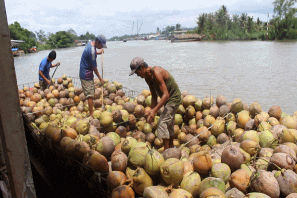 Dừa khô bán giá rẻ bèo vẫn ế, nông dân khóc ròng