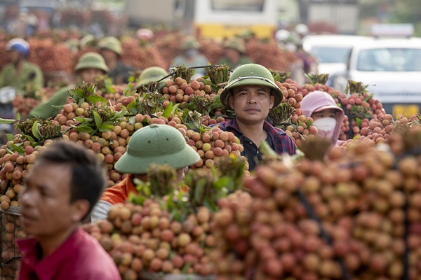 Xe chở vải thiều ngập tràn quốc lộ mùa vụ tháng 7