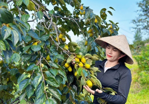 Mùa hồng giòn Yên Du, nông dân thu về hàng trăm triệu 