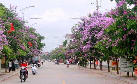 Thích thú cung đường nhuộm sắc tím bằng lăng giữa lòng thành Vinh