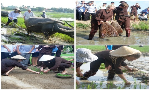 Khách Tây háo hức cày ruộng, đơm cá, trồng rau...