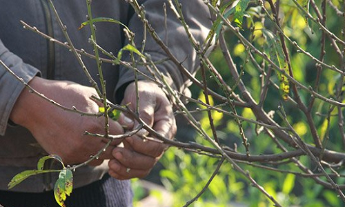 Bí kíp chăm sóc đào nở đúng tết Bính Thân