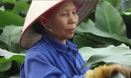 Lá dong gói bánh khan hiếm ngay tại làng nghề truyền thống 700 năm