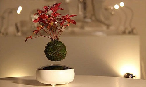 Kinh ngạc với cây bonsai lơ lửng giữa không trung