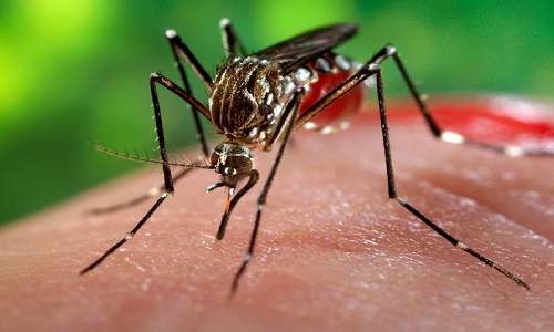 Những điều cần biết về virus Zika cực nguy hiểm