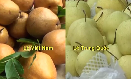 Cách đơn giản phân biệt lê Việt Nam và lê Trung Quốc