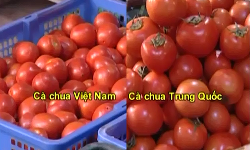 Cách phân biệt cà chua Việt Nam và Trung Quốc