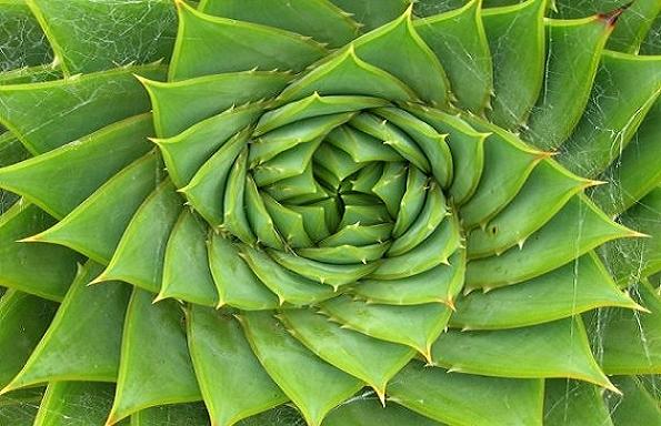 Kỳ thú dãy số Fibonacci trong thế giới tự nhiên 