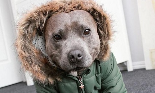 Chết mê chó Pit bull diện đồ mùa thu cực yêu 