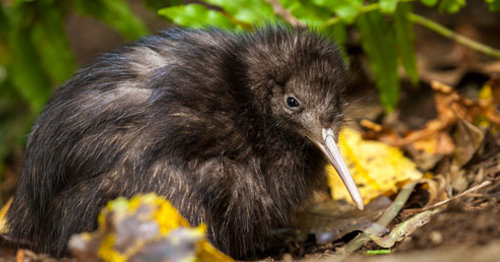 Khám phá thú vị ít người biết về loài chim Kiwi