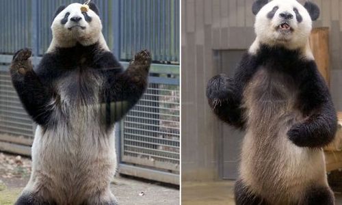 Hài hước gấu trúc tạo dáng võ Karate như trong Kungfu Panda