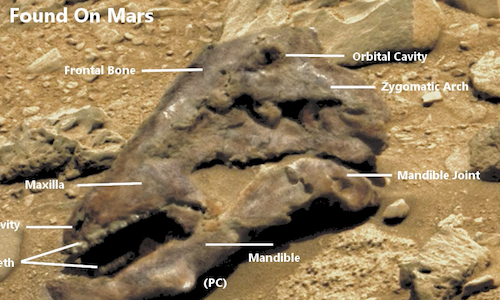 Vật thể lạ giống sọ khủng long được phát hiện trên sao Hỏa