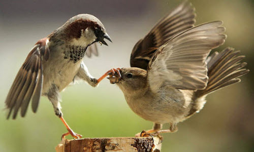 Những khám phá bất ngờ về loài chim sẻ