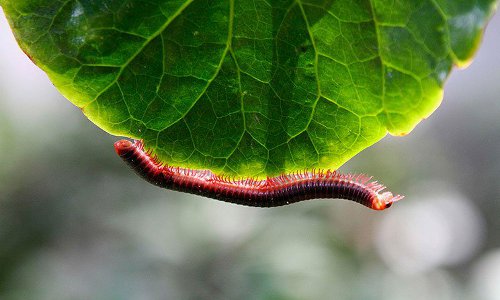 Khám phá kinh dị về con cuốn chiếu đầy rẫy trong vườn nhà bạn