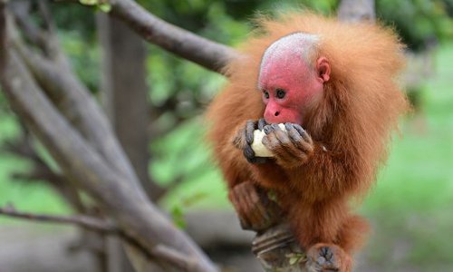 Chết cười với những loài vật bị hói đầu "từ trong trứng"