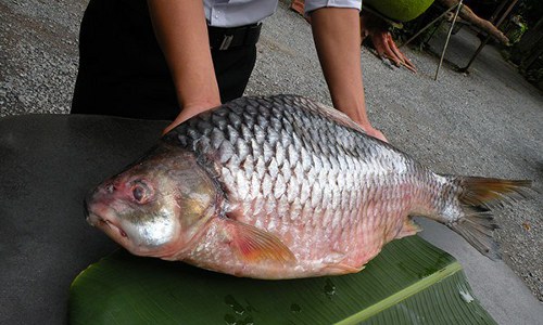 Cá duồng bay, đặc sản Đồng Nai là sinh vật thế nào?