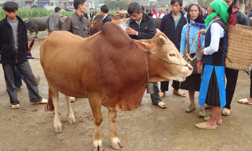 Khám phá loài bò Mông mệnh danh “lực sĩ leo núi” nước ta