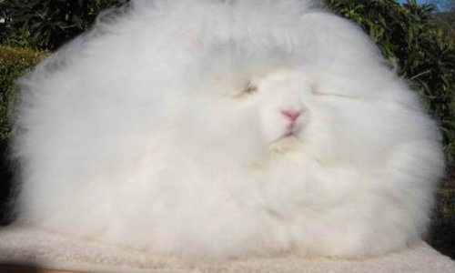 Mê mẩn giống thỏ Angora có bộ lông xù cực “ngầu“