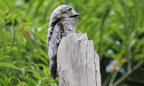 Khâm phục loài chim mệnh danh “bậc thầy ngụy trang” 