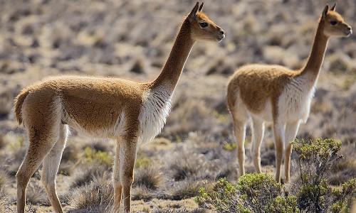 Cận cảnh loài động vật duyên dáng, biểu tượng của Peru 