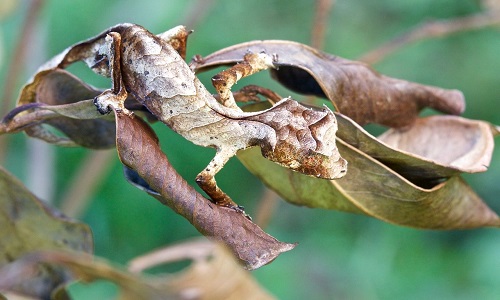 "Soi" tắc kè quỷ Satan có vẻ ngoài dị, nụ cười đầy “sát khí” 