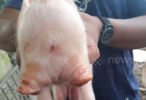 Video: Lợn lạ lùng 2 đầu, 3 mắt được đặt tên "Co-pig"