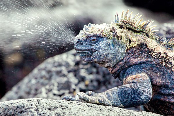 Khiếp sợ 'quái vật Godzilla' ngoài đời thực, rất gần con người