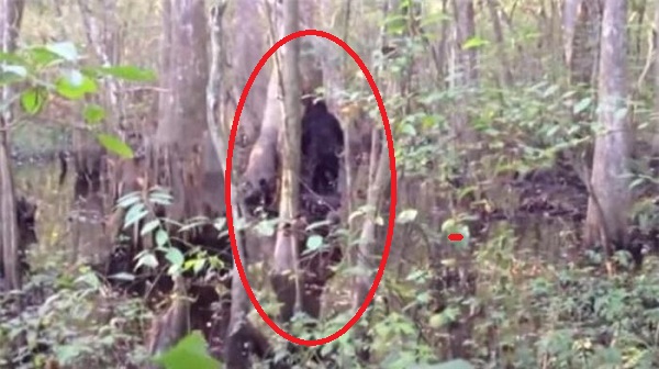 'Tóm sống' những lần quái vật Bigfoot xuất hiện... trêu con người