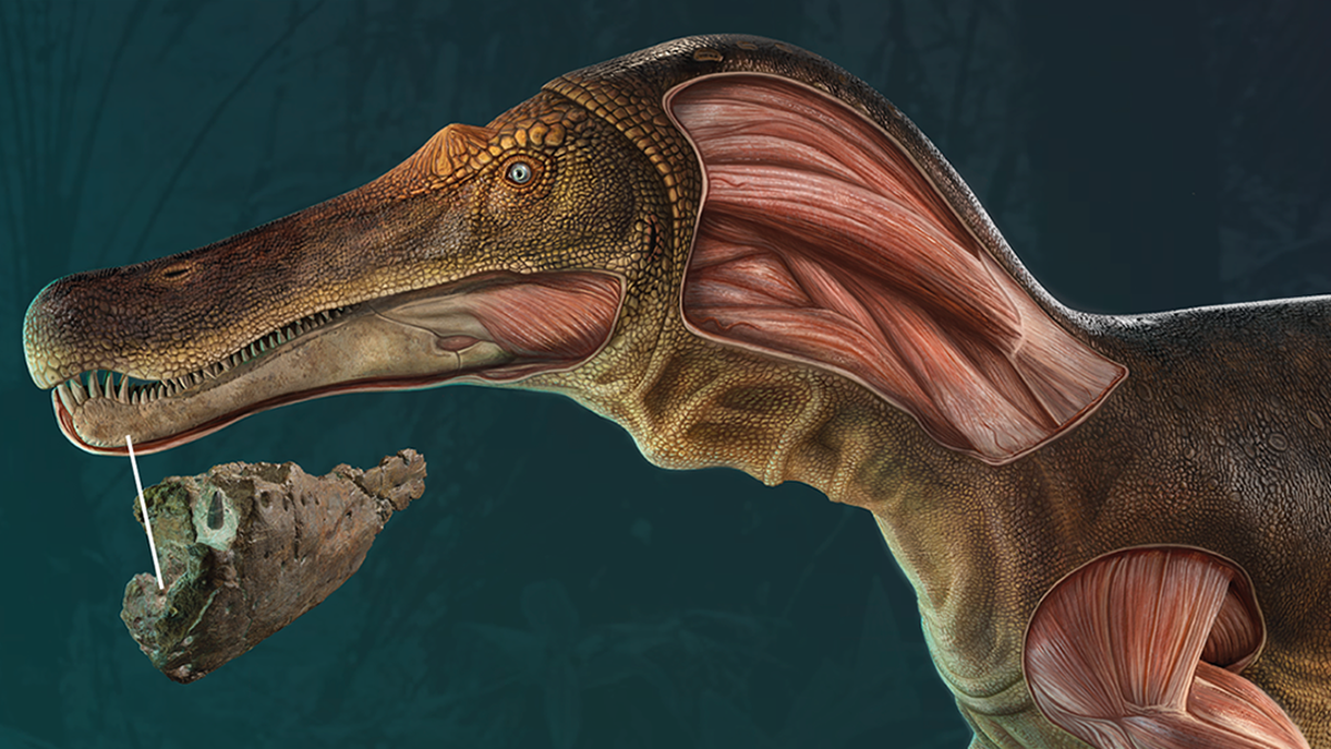 Phát hiện khủng long Spinosaurus mặt cá sấu kỳ dị, chuyên gia ngỡ ngàng 