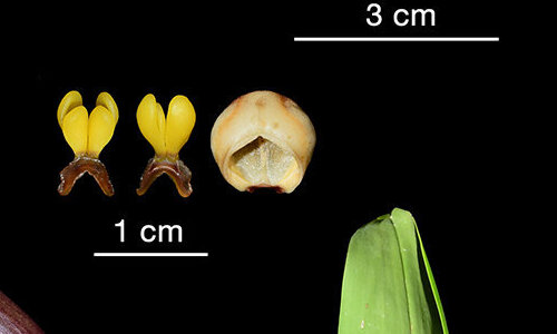 Bất ngờ tìm thấy ba loài lan mới ở Ecuador: Toàn loài quý hiếm! 