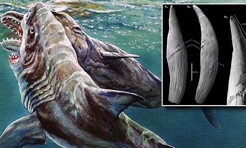 Bằng chứng tố cáo quái vật Megalodon điên cuồng tấn công cá voi