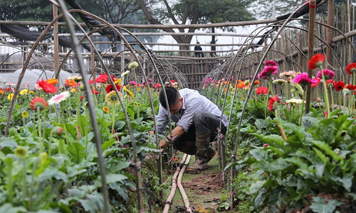 Làng hoa Tây Tựu “hối hả” chuẩn bị phục vụ Tết Canh Tý