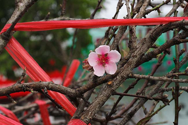 Lô đào dán tem đầu tiên xuống Hà Nội phục vụ Tết Nguyên đán