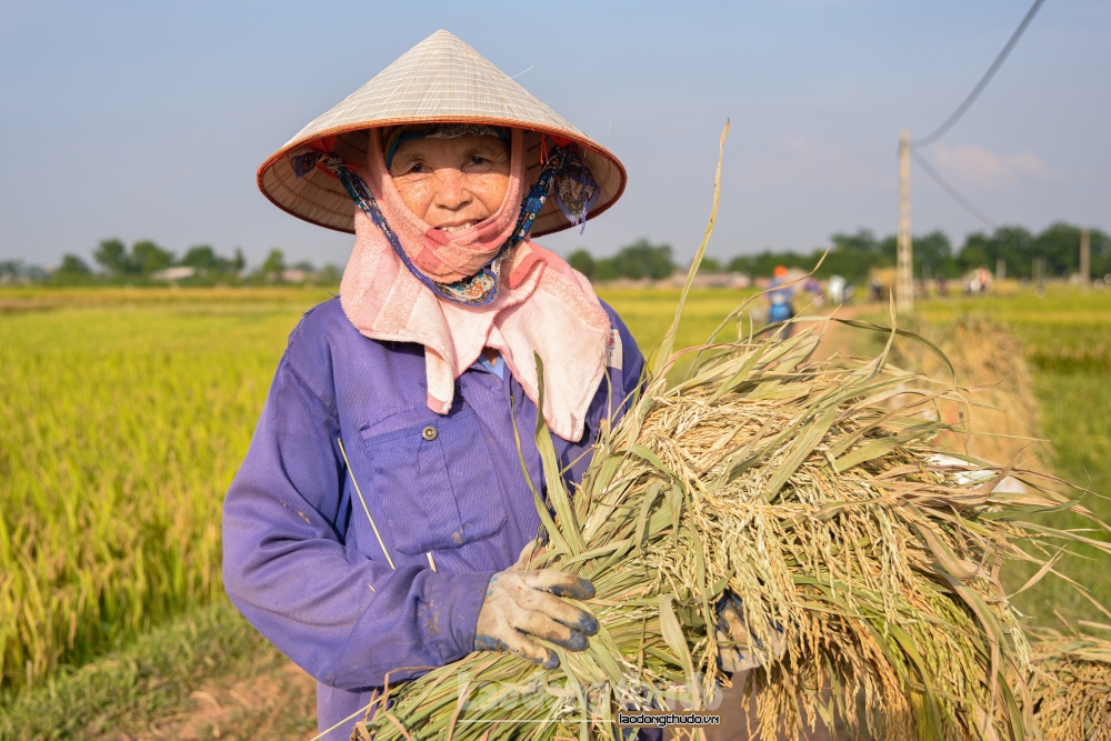 Nông dân Hà Nội tất bật gặt lúa giữa cái nắng như thiêu như đốt