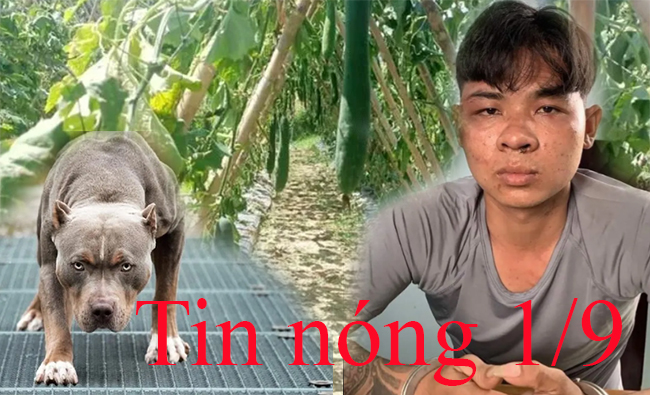 Tin nóng 1/9: Chó pitbull nặng 40kg cắn chết chủ nhà giờ ra sao?