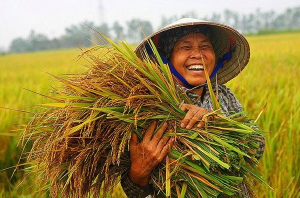 Nhiều chính sách có hiệu lực từ tháng 2/2023: Người trồng lúa hưởng lợi