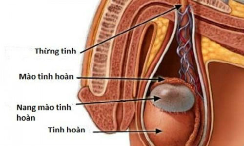 Bài thuốc hữu hiệu chữa viêm tinh hoàn từ cỏ cây dễ kiếm