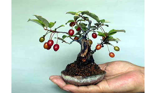 Chiêm ngưỡng chậu bonsai từ cây ăn quả cực độc để trưng Tết