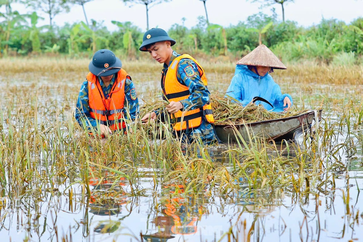 Chiến sỹ Trung đoàn tên lửa ngâm mình gặt lúa giúp dân