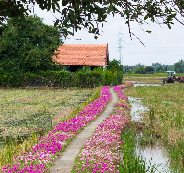 Đẹp ngỡ ngàng đường quê rực rỡ trong sắc hoa mười giờ