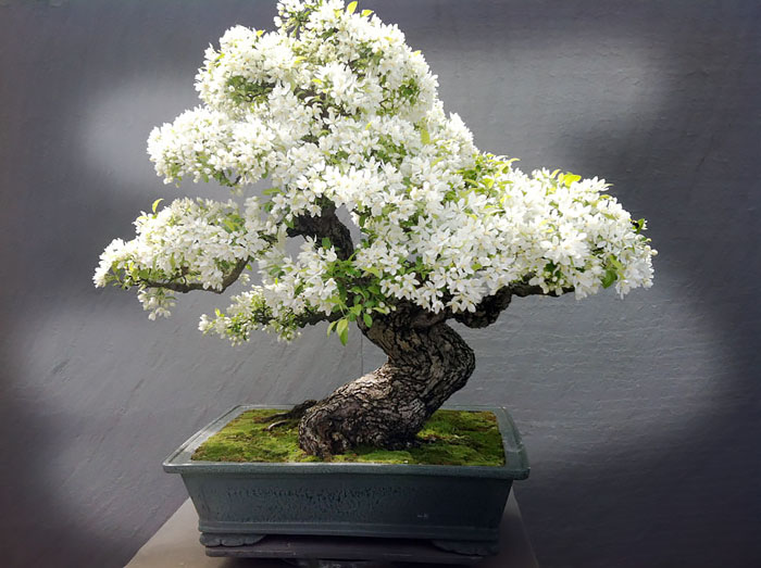 Ngắm 10 chậu bonsai tự nhiên đẹp nhất thế giới