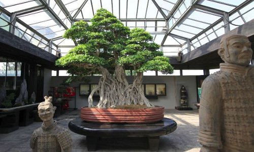 Chiêm ngưỡng 7 cây bonsai “thọ” nhất thế giới