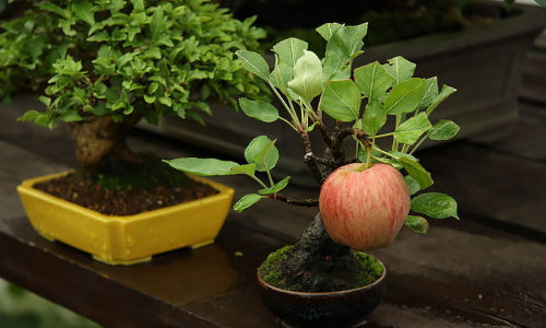 Đã mắt ngắm những cây bonsai đẹp nhất thế giới