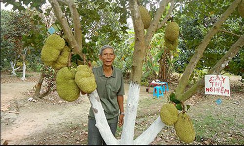 "Đột nhập" vườn mít không hạt giúp lão nông thu bạc tỷ